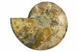 Cut & Polished Ammonite Fossil (Half) - Madagascar #317853-1